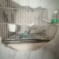 مرغ عشق نروماده