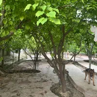 باغ ویلا ۱۵۰۰ متر مربع فول ( بازمرگان  باران )|فروش خانه و ویلا|مشهد, الهیه|دیوار