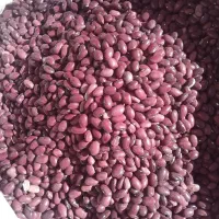 لوبیا.قرمز