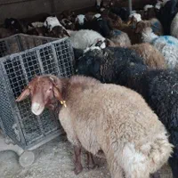 گوسفند وزن حضور مشتری باسکول دقیق زیرنظر بازراس|حیوانات مزرعه|مشهد, نوید|دیوار
