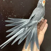 عروس هلندی نر سینامون لوتینو آلبینو بالغ|پرنده|تهران, شکوفه (عبدل آباد)|دیوار