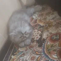 گربه پرشین فلت
