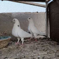 نر و ماده فروشی|پرنده|آران و بیدگل, |دیوار