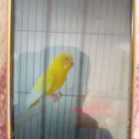 یک جفت مرغ عشق سالم و سرحال