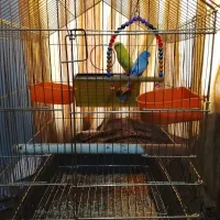 یک جفت مرغ عشق زیبا همراه با قفس