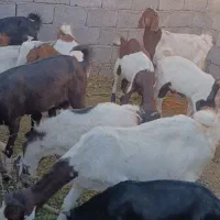 گوسفند فروشی