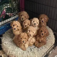 توی پودل اصیل و خانگی ۶۰ روزه نروماده