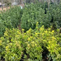 شمشاد سبز و ابلق|خدمات باغبانی و درختکاری|رشت, لاکان|دیوار