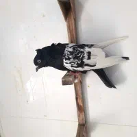 سینه سیاه و دم سفید