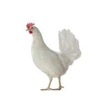کارگر مرغداری