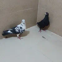 نروماده پلاکی درجه یک