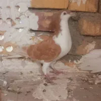 ۹عدد کفتر خوب|پرنده|تربت جام, میان جام|دیوار