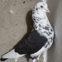 طوقی|پرنده|اردبیل, |دیوار