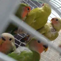 سه جوجه کوتوله برزیلی بفروش می رسد