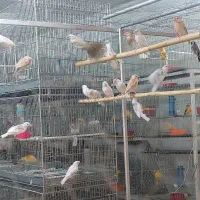 فقط فروش جوجه فنج نرگسی سفید|پرنده|کاشان, ملاصدرا|دیوار