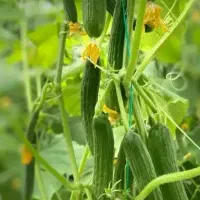 خیار گلخانه ای تازه