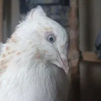 کبوتر شمرونی، ماهرو کاکلی|پرنده|کرج, حصارک بالا|دیوار