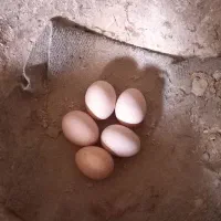 تخم نطفه دار مرغ وخروس برهما