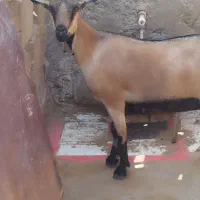 کهره آووس