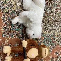 عروسک اکبند نو نو|اسباب‌بازی بچه|بانه, |دیوار