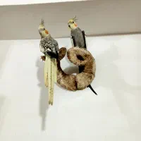 طوطی‌عروس‌نروماده باهم.سرحال‌جدا هم کسی خواست میدم|پرنده|فومن, |دیوار