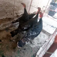 بوقلمو نرو ماده