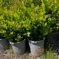 یاس هلندی سطل ۱۰ ریشه پرس و باکیفیت