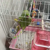 طوطی|پرنده|بندرعباس, |دیوار