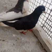 جفت یال شهری|پرنده|شیراز, کوشک میدان|دیوار