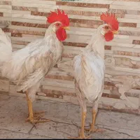 خروس
