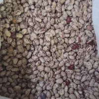 فروش لوبیا چیتی درجه ۱