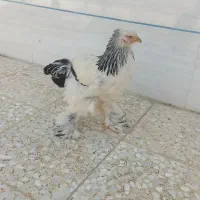برهما|حیوانات مزرعه|کبودرآهنگ, |دیوار