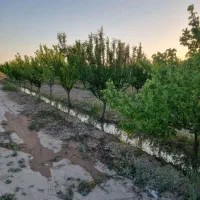 زمین باغی کشاورز ۴۰۶ متر اسلامشهر علی آباد طپانچه