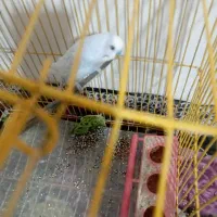 مرغ عشق|پرنده|اردل, |دیوار