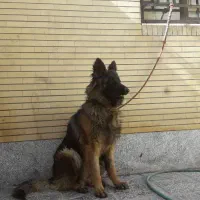 ژرمن ماده|سگ|کرمان, |دیوار