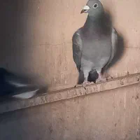 پرنده|پرنده|بم, |دیوار