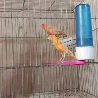 یکجفت قناری سرخ درشت آماده تخم گذاری