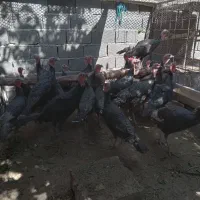 بوقلمون نرو ماده|حیوانات مزرعه|کوهسار (البرز), |دیوار