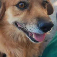 سگ پاپی خوشگل