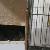 کوتوله مولد تخم گزار|پرنده|آق قلا, |دیوار