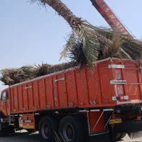 فروش پاجوش و نخل بزرگ|خدمات باغبانی و درختکاری|آران و بیدگل, |دیوار