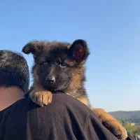 توله ژرمن شولاین اصیل|سگ|ساری, |دیوار