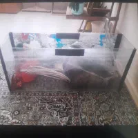 اکواریوم فروشی سالم