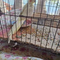 عروس هلندی جوجه نر