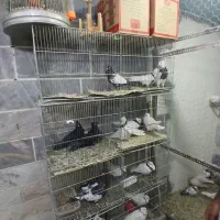 کبوتر طوقی|پرنده|شاهین‌شهر, شهرک ردانی پور|دیوار