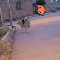 واگذاری سگ  (پشمک)