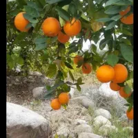 میوه مرکبات کوهستانی