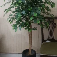 درختچه بدون گلدان