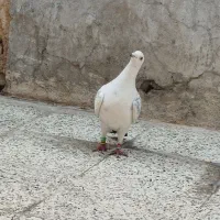 پلاک|پرنده|اندیمشک, |دیوار