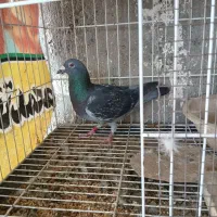 کبوتر جانسن